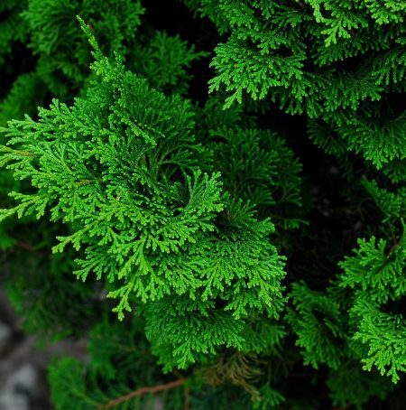 Cypress Leaf  3